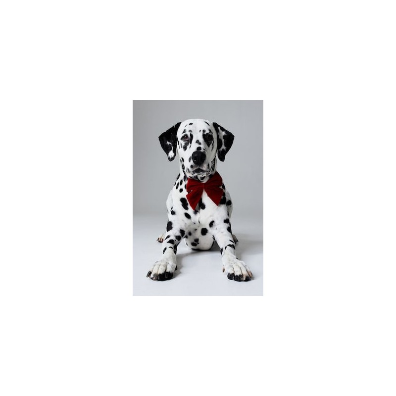 Corbata de moño para perro